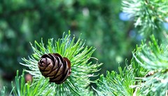 苹果电脑的优势 苹果电脑的特点