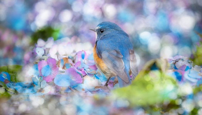 2020春节档票房 2020年春节档票房预售