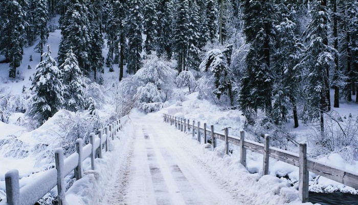 山东多地大雪纷飞 山东大雪纷飞图片